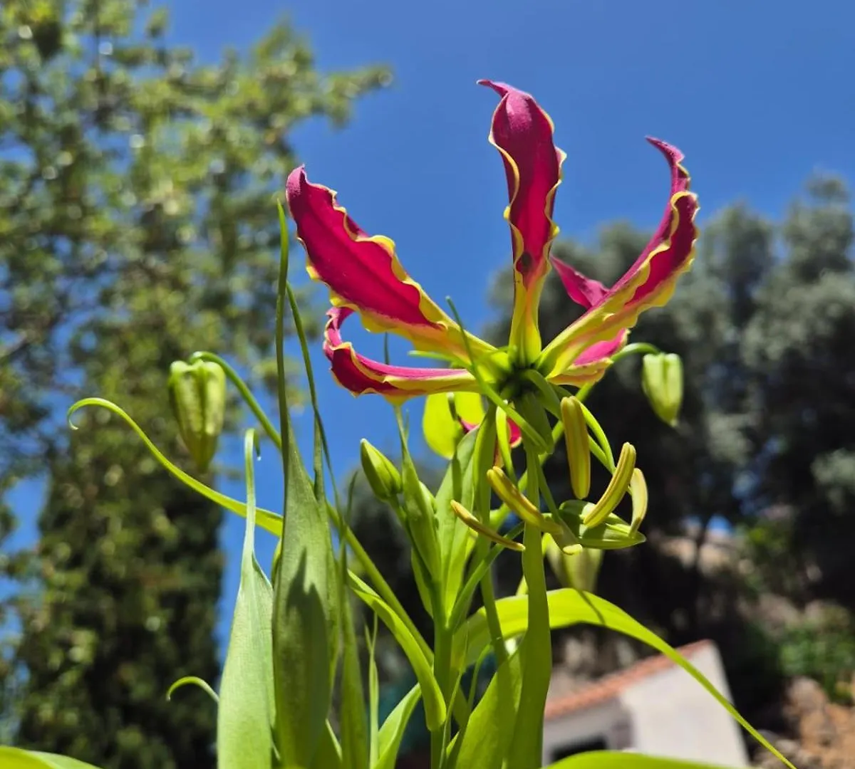 B&B Finca Conchales Torrox Bed & Breakfast