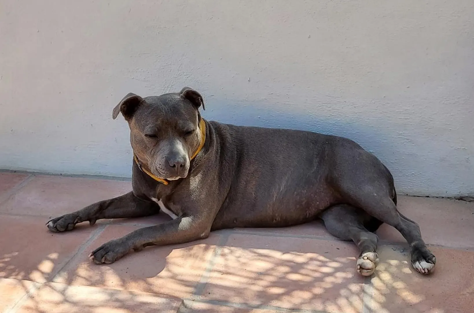 B&B Finca Conchales Torrox