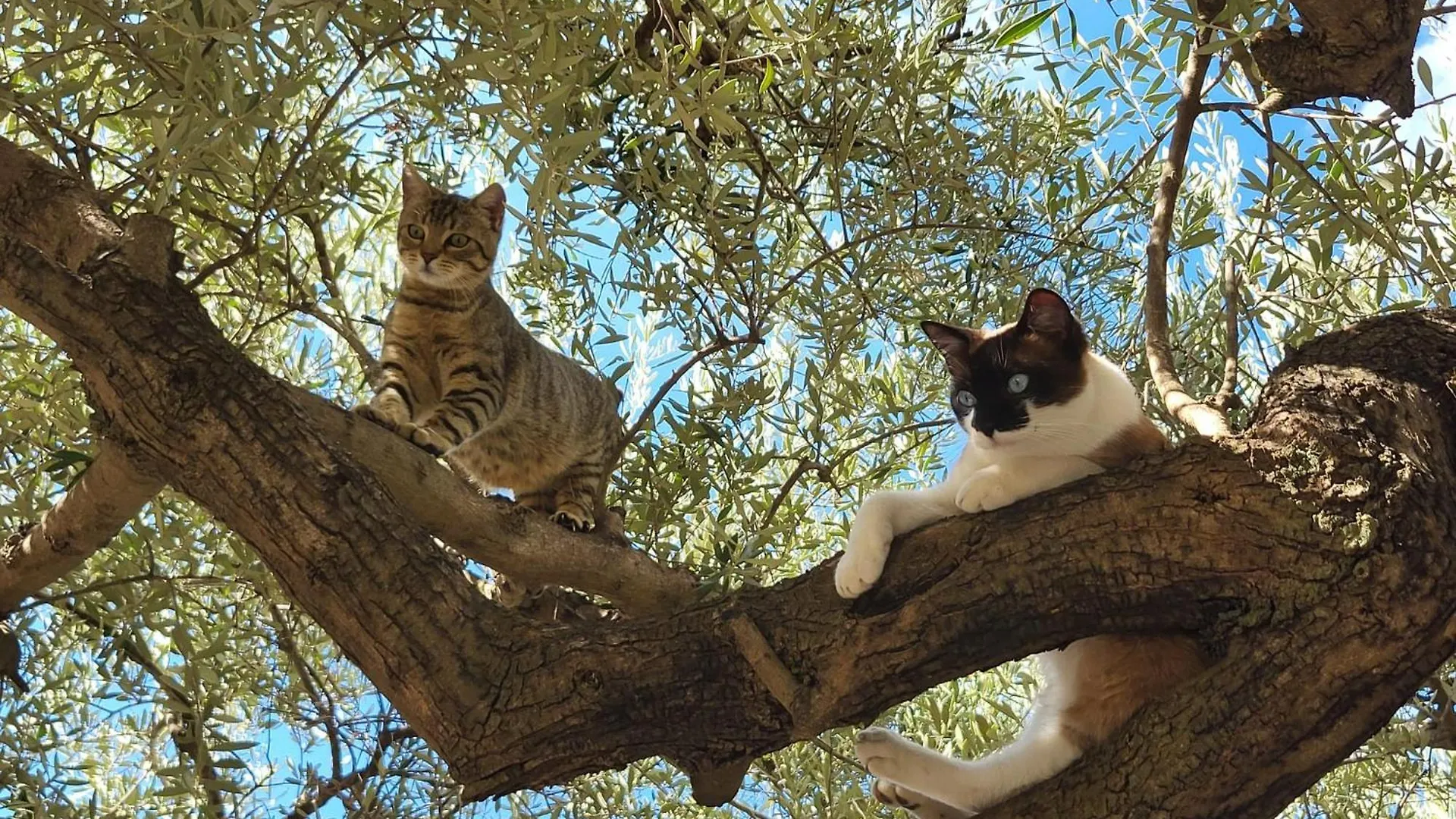 Nocleg ze śniadaniem B&B Finca Conchales Torrox